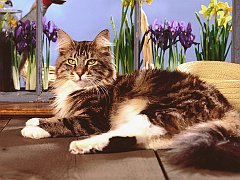 Gardening Through Windows, Maine Coon